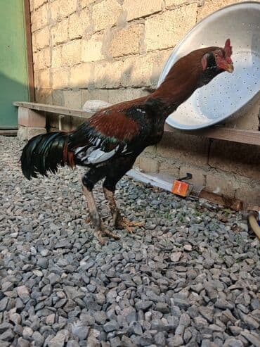 satılıq atlar: Salam feresi ölüb deye satlram tek qaLlb.cox davakardl liboy xoruzu — 2