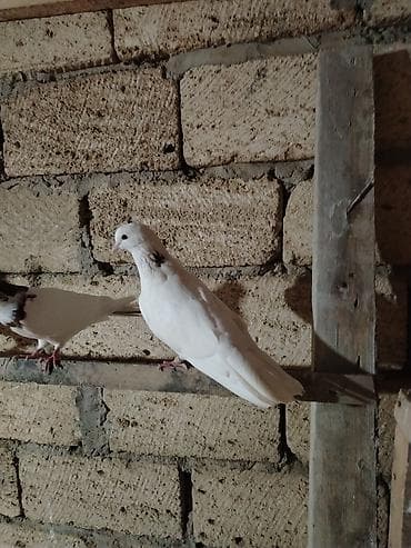 ev heyvanlarının satışı: Zireli erkey meydi tutulub ayaqinda uzuy var uzuyde yiyesinin adi nom — 1