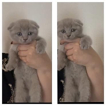 Птицы: Шотландская, Самец, Самка, В добрые руки, Самовывоз, Бесплатная доставка, Платная доставка — 1