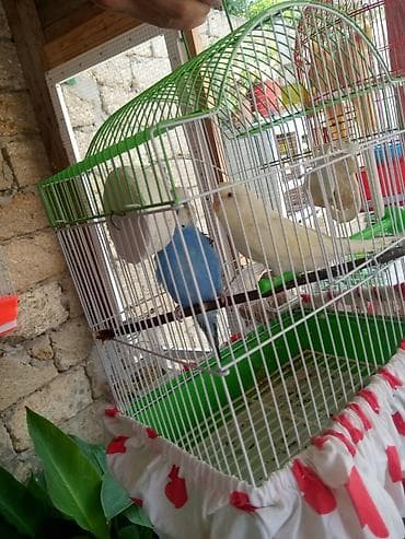 heyvan sahibləndirmə: Hazir cüt qəfəslə — 4