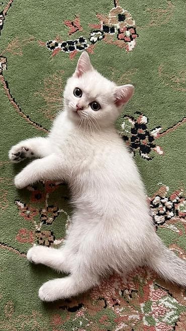 balaca it cinsleri: Ağ tüklü, göy-boz gözlü balaca pişik balaları. - Yumşaq, sıx və parlaq — 4