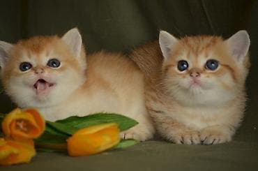 пушистые котята: Золотая шиншилла, Самец, Самка, Самовывоз — 2