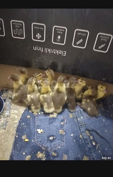 Salam krasnadar őrdək balaları satlır 17 ədəddir 10 gűnlűkdűr űnvan — 3