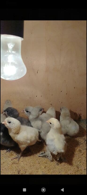 ordek balasi nece gune cixir: Toyuq cücələri, Damazlıq — 3