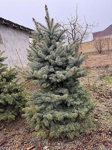 coke agaci: Ölcü ve qiymet: 1.70m Gümüşü - 250azn 1.20m Gümüşü - 180 azn 1.30m — 4