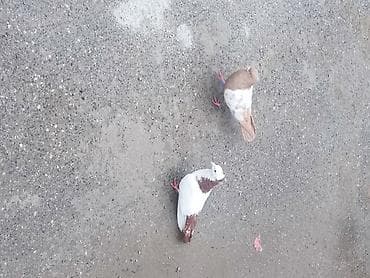 maraqli it adlari: Demək olar ki abrezdi real alıcı yazsın viidesun atım baxsın barter — 3