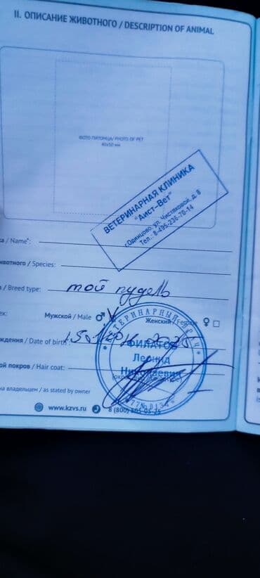 setteri it cinsi: Pudel, Sənədli — 5