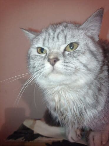 pisik ucun daraq: Şinşilla, Dişi, Yaxşı əllərə, Pulsuz çatdırılma — 4