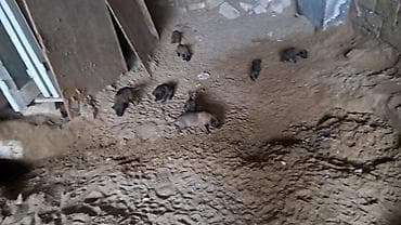 arpa bugda satisi: Salam Her kese Temiz Belçika Malinoas balalari satilir 2 side xidmeti — 6