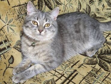 Britan, Erkək lalafo.az -da Britan, Erkək