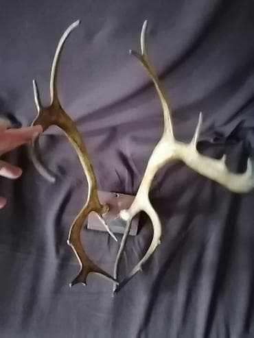 saxta baba geyimi: Divar bəzəyi üçün nəzərdə tutulmuş buynuzlar. Bu dekorativ buynuzlar — 5