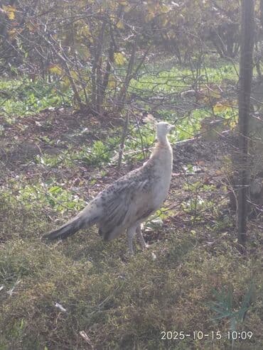 cins ineklerin qiymeti: Salam aleykum. Satışda bir cüt ağ, bir dənə qaraqanad dərəsi var — 13