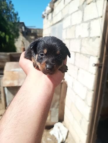 xacmaz heyvan bazari: Zvanok it balaları — 4