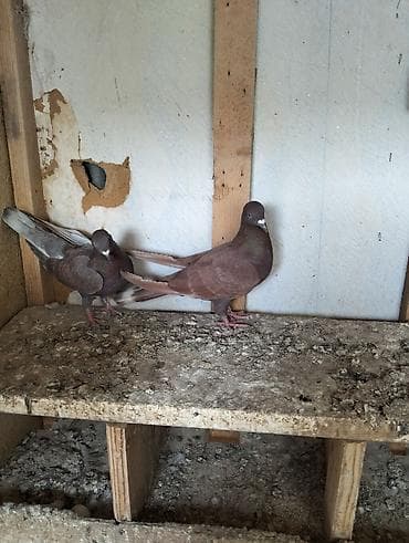 cins qoyunlar satilir: Cürbəcür rənglərdə ev göyərçinləri dəsti. Xüsusiyyətlər: - Rənglər — 2