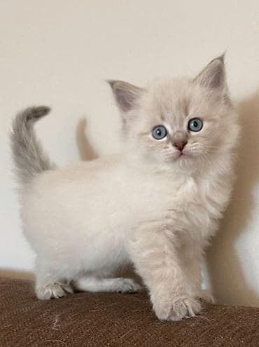 pişiklər: Şotland — 6