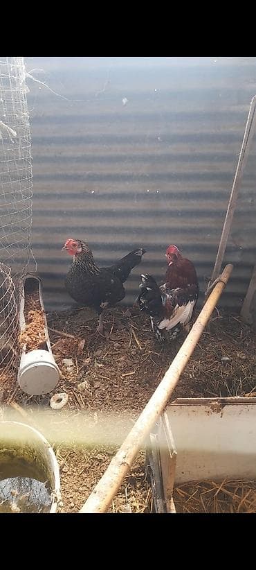 gence toyuq cuce: Toyuq, Damazlıq — 2