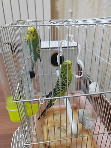 ucuz toyuq: 2 eded tutuquşu biri sarı biri mavi qəfəsi və evin bir yerde verilir — 1
