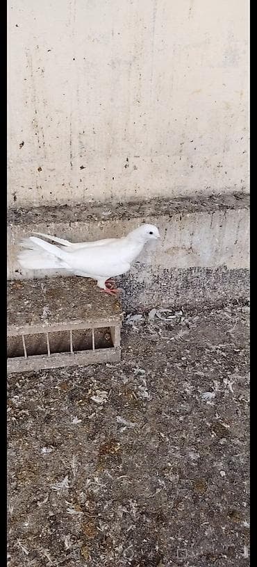 it bazari 2021: Erkek 10 manat — 2