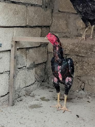 С/х животные и товары: Петух, Heyrati, лет: 1 — 1