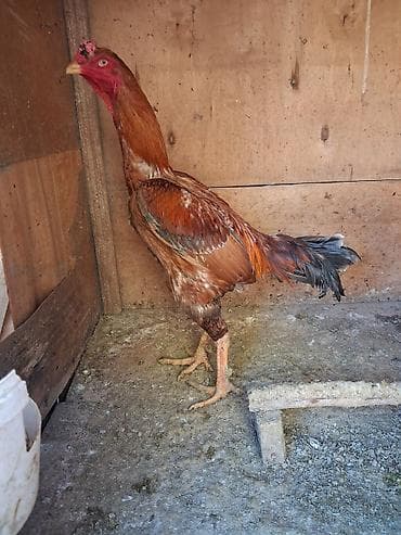 pisik sud tozu: Aseel tipli xoruz - Cins: Aseel (uzunboyun, güclü ayaqlar, yığcam — 4