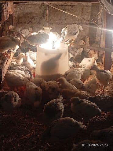 Audi: Куриные цыплята, Для мяса — 5