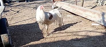 heyvan bazari keci: Ağ-qırmızı ləkəli döyüş tipli xoruz - Rəng: əsasən ağ, kürək və — 3