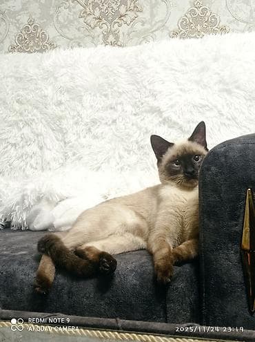 scottish pişik: Siam, Erkək, Cütləşmə üçün — 4