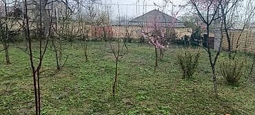 4 sot, Tikinti, Kupça (Çıxarış)