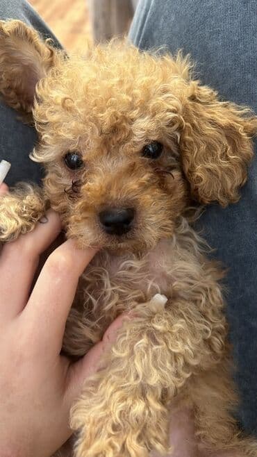 отдам в добрые руки шпица: Пудель, 2 месяца, Самец, С прививками, Самовывоз — 5