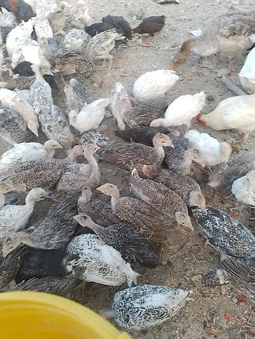 pişiy cinsləri: 50 günlük sağlam hinduqsa balalrı satılır 50 dənə — 3