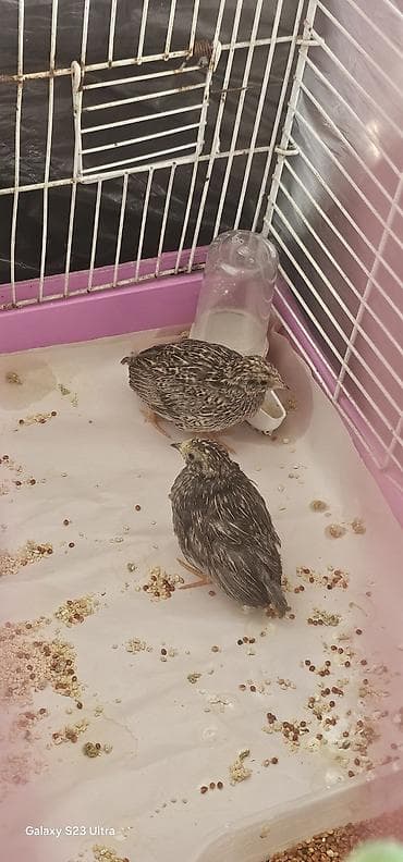 1 cüt çin bildirçini satılır qiyməti 40 m Barter olar baxır təklifə