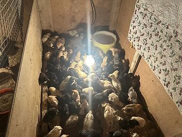 canlı meymun: 16.04.2026 tarixində çixmis tam saglam cücələrdi
Qiymət 0.75azn — 1