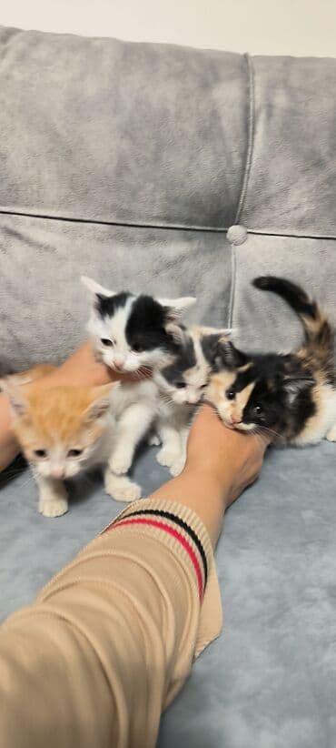 котята в баку бесплатно 2020: В добрые руки, Самовывоз — 2