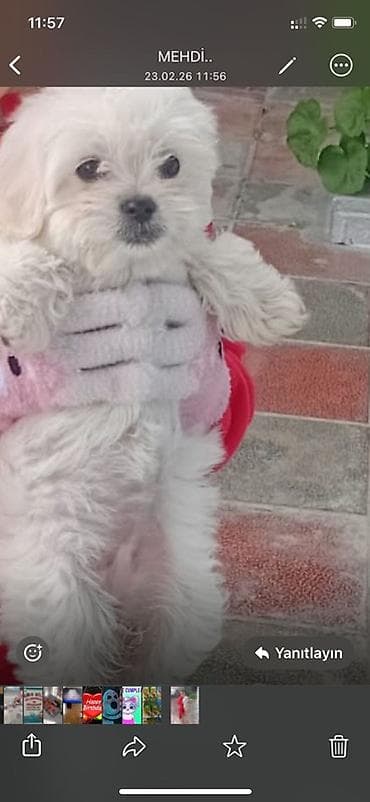 adamcil it: Bolonka — 2