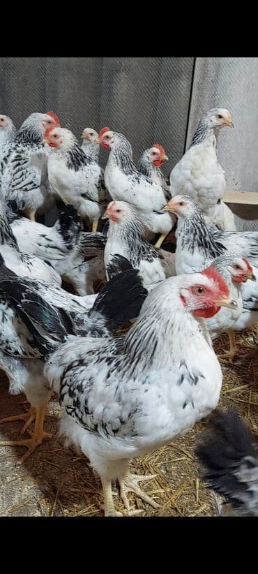 yerli inekler: Курица, Для разведения — 3