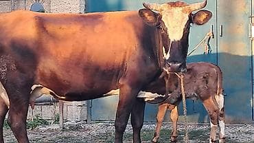 kreditle heyvan satisi: Üçüncü qarına dörd günlük smental erkək balası yanında danası süni — 8