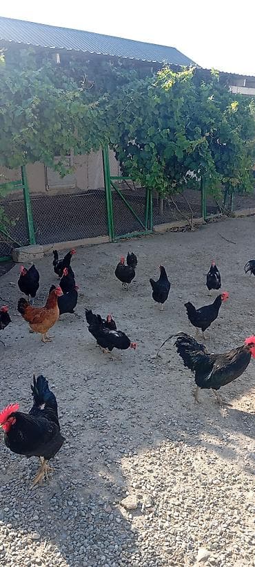 qara australorp: Toyuq, Australorp, Ətlik, Ünvandan götürmə — 3