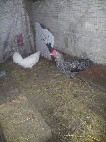 qara pisik sekilleri: Qiymət ikisinə aidir — 1