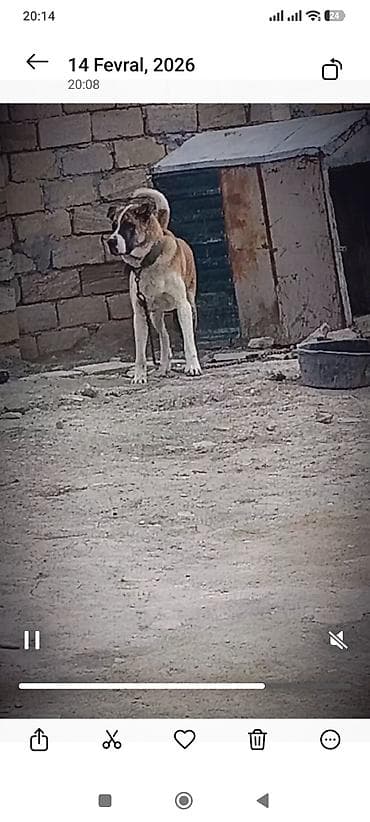 it yuvası satilir: Əniydi.1yaş.8aylxd. 80.xolka. cəki. 60.cidi. olan.narhat.elsin — 3