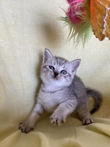 Кошки: Британская, Самец, Самовывоз — 8