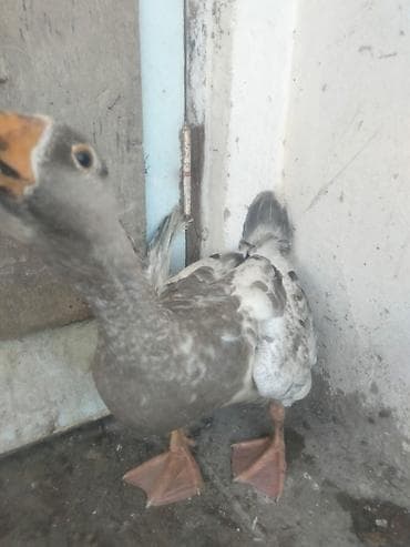 qazlar: Dikiy qaz satılır — 1