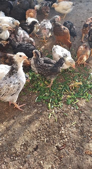 cuca: Toyuq cücələri, Damazlıq, Ödənişli çatdırılma — 2