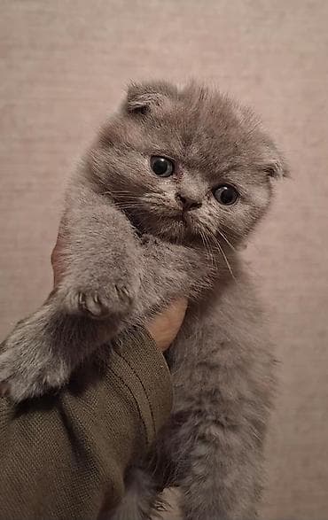 Şotland yastı qulaq