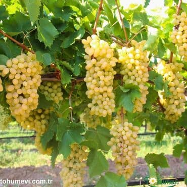 Хозтовары: Sultani uzum taniyan bilen bilir bilmeyen maraqlansin sayca az qalib — 2