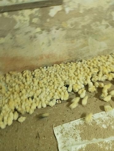 hündüşqa cücəsi: Toyuq cücələri, Ətlik — 2