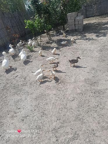 pekin ordeyi: Təbii şəraitdə saxlanılan ördək sürüsü - Növ: Ağ və qarışıq rəngli ev — 2