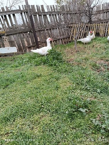 Dişi, | Lal ördək, Damazlıq, Ünvandan götürmə, Ödənişli çatdırılma lalafo.az -da Dişi, | Lal ördək, Damazlıq, Ünvandan götürmə, Ödənişli çatdırılma