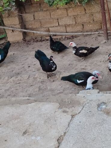 geref quşu: Muscovy ördəkləri (indi yetişdirilən sürü) - Rənglər: qara, ağ ləkəli — 4