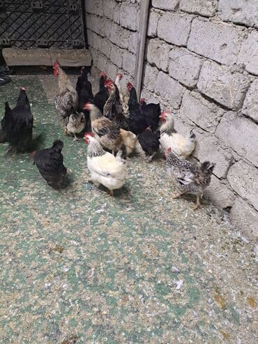 hazır yuva: Toyuq, Damazlıq — 12