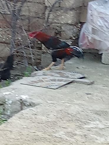 cuce yemleri: Məhsul: Xoruz Təsvir:ü - Rəngləri: qırmızı baş və boyun, qaraya çalan — 4